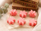 Box of 6 Wax Melts -  Japanese Magnolia